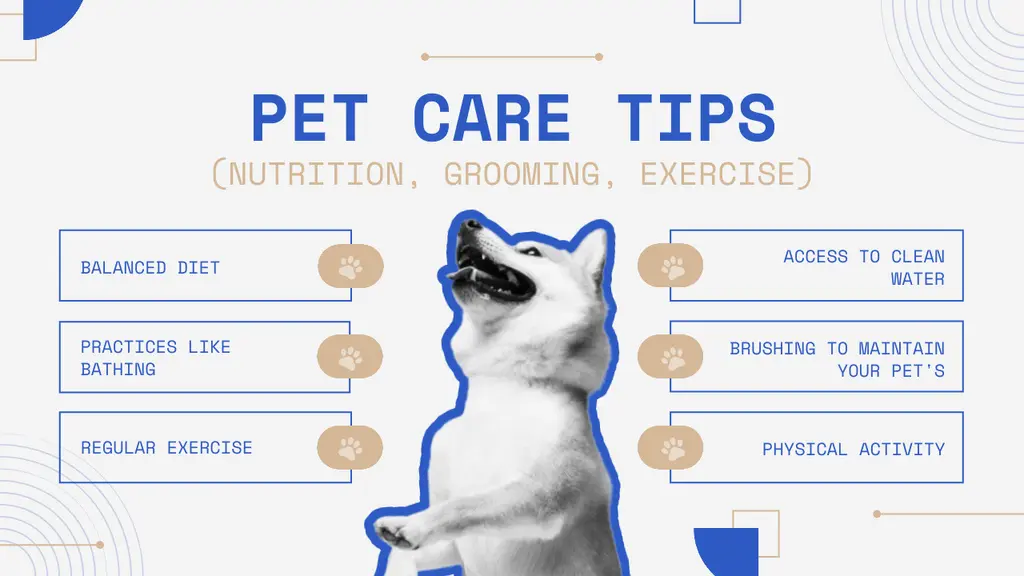 Must-Know Pet Care Tips for a Happy, Healthy Pet 2025