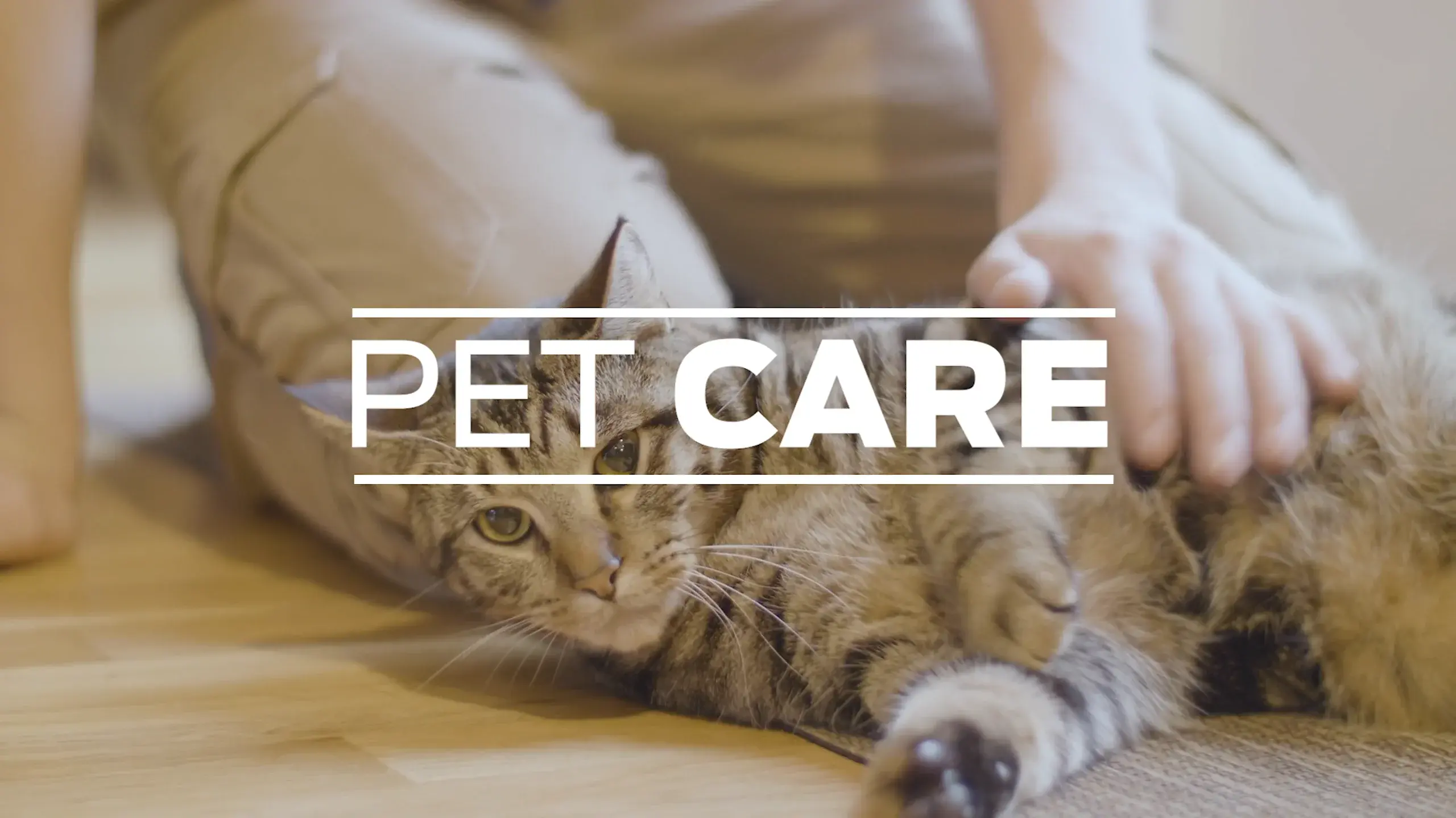 Essential Pet Care Tips Every Owner Should Know